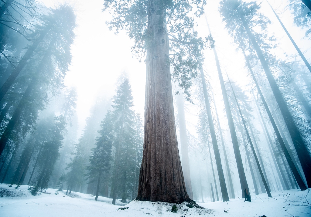 Snow on the ground surrounded by Redwoods.